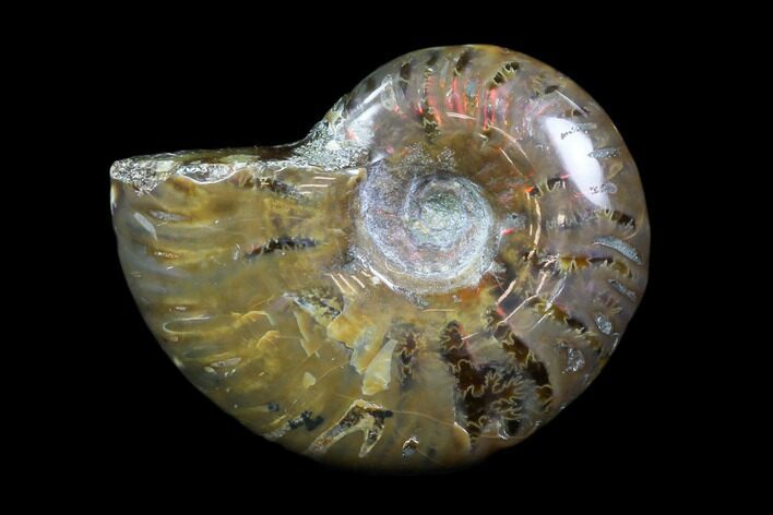 Iridescent, Red Flash Ammonite - Madagascar #82417